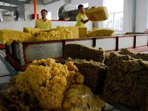 Việt-Nhật lập chuẩn cao su thiên nhiên không protein
