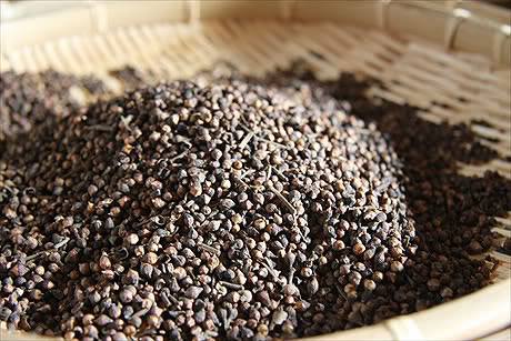 Cây vối – vị thuốc quý