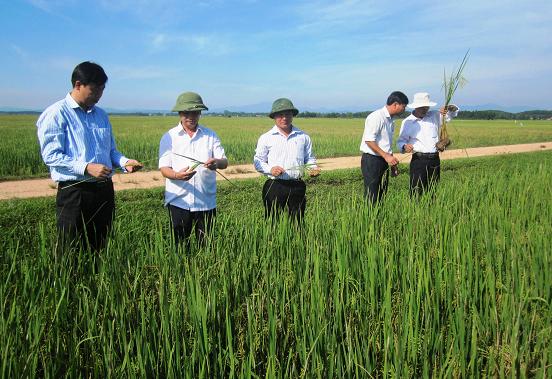 Kế hoạch sản xuất lúa vụ Xuân 2015
