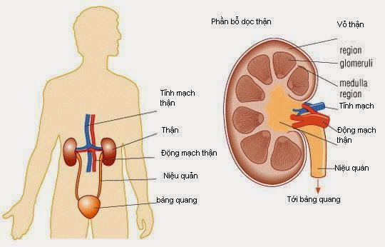 Hội thảo khoa học “Một số vấn đề cơ bản về bệnh thận mạn và điều trị thay thế”