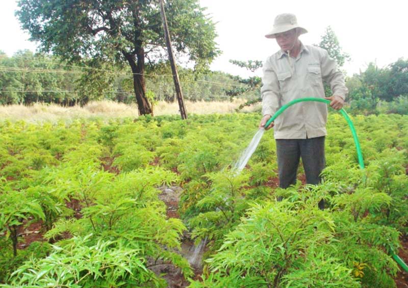 Kỹ thuật trồng và chăm sóc cây đinh lăng