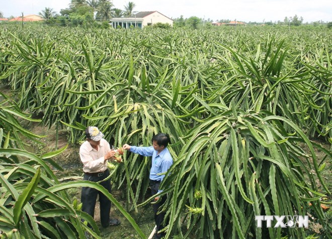 Ứng dụng công nghệ cao trong thâm canh thanh long Chợ Gạo