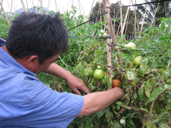 Trồng cà chua theo phương pháp làm khung cây