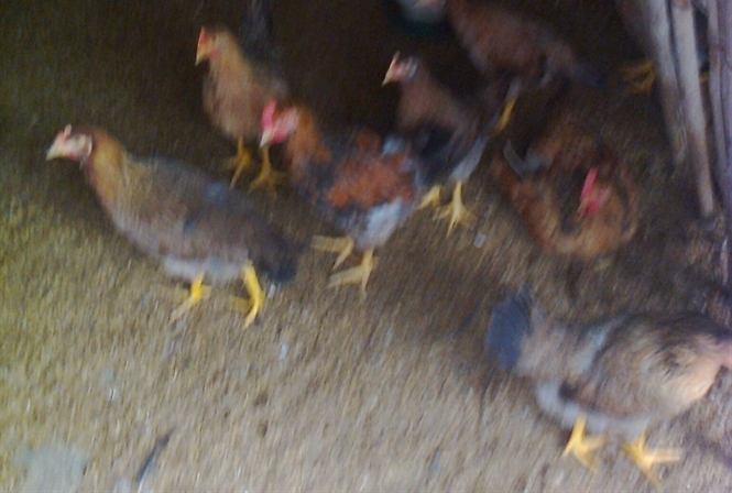 Độn chuồng nuôi gà hiệu quả 