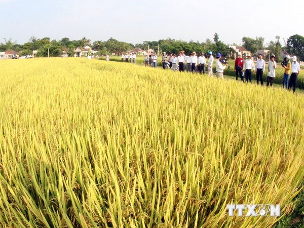 Khảo nghiệm và sản xuất nhiều giống lúa chất lượng cao