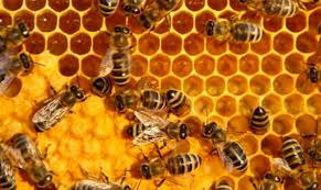 Kỹ thuật nuôi ong năng suất cao