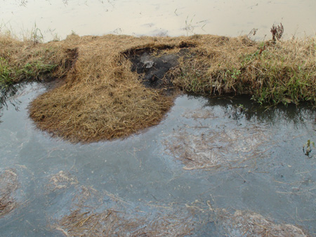 Xử lý môi trường nước nuôi trồng thủy sản và rơm rạ sau thu hoạch giảm thiểu ô nhiễm môi trường