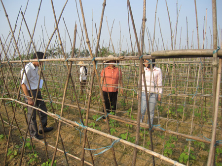 Sản xuất rau theo VietGAP: Mô hình cần nhân rộng