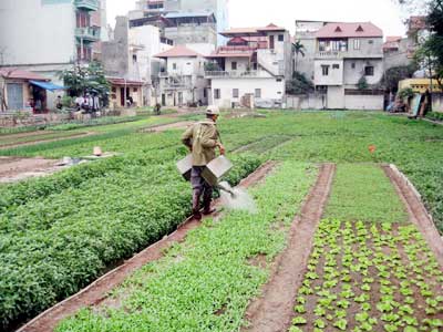 Chăm sóc rau màu khi gặp thời tiết bất lợi