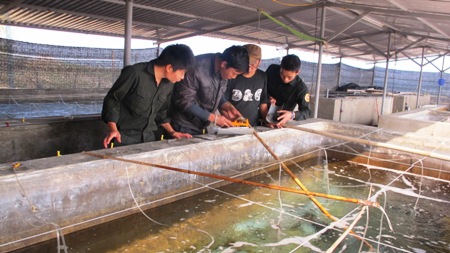 Sinh sản thành công bào ngư giống tại Bạch Long Vỹ - Góp phần bảo tồn loài hải sản quý