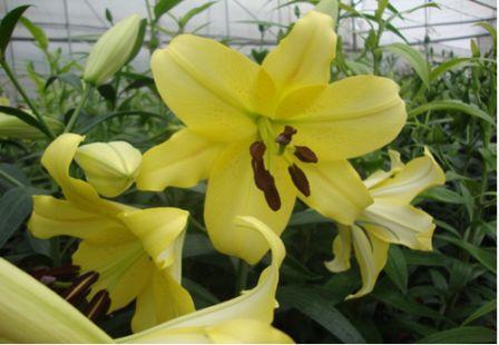 Hoa lily vàng Belladona