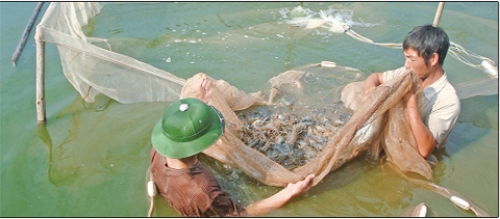 Những vấn đề đảm bảo vệ sinh an toàn thực phẩm đối với ao nuôi thủy sản
