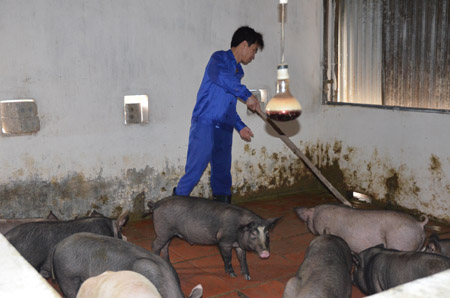 Hiệu quả từ mô hình chăn nuôi lợn hữu cơ bằng giun đất và giun quế