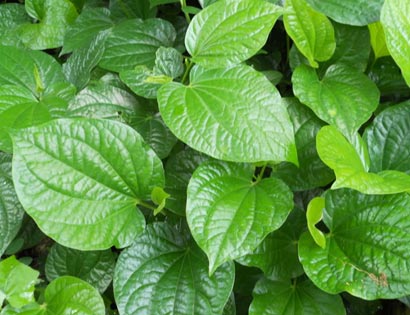 Lá lốt trị nhiều chứng bệnh