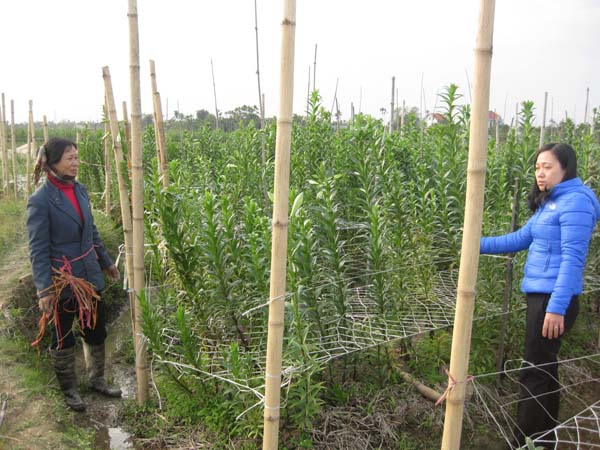 Ứng dụng tiến bộ kỹ thuật trong sản xuất hoa loa kèn chịu nhiệt và xử lý rơm rạ tại xã Đồng Thái, huyện An Dương