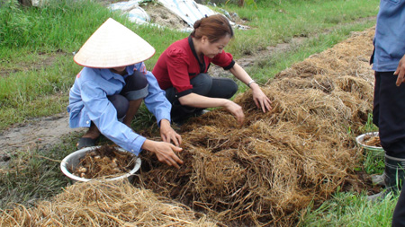 Xây dựng mô hình sản xuất nấm rơm từ rơm, rạ và ứng dụng chế phẩm Bioaktiv xử lý rác thải sinh hoạt góp phần giảm thiểu ô nhiễm môi trường tại xã Hồng Phong, huyện An Dương