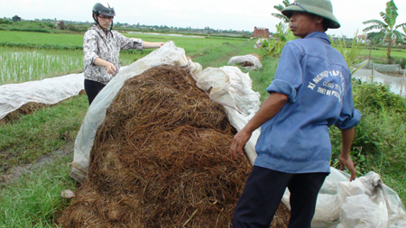 Hiệu quả sử dụng chế phẩm sinh học trong xử lý rác thải và rơm rạ sau thu hoạch tại xã Ngũ Phúc, huyện Kiến Thụy