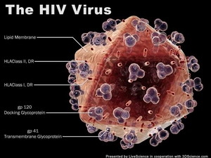 Nhật Bản tìm ra kết cấu phân tử protein kháng HIV