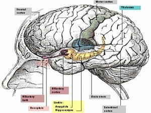 Cấy ghép thần kinh giúp tăng cường chức năng não