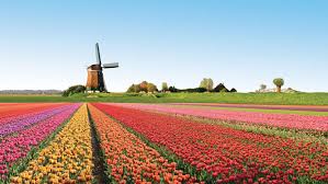 Công nghệ sản xuất hoa ở Hà Lan