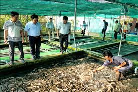 Mô hình nuôi lươn không bùn trong bể nước ở Sài Gòn
