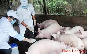 Phòng bệnh hô hấp phức hợp trên đàn lợn