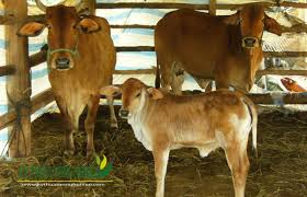 Phòng trị bệnh viêm ruột tiêu chảy cho bò