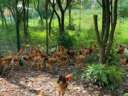 Bảo tồn và phát triển giống gà Liên Minh