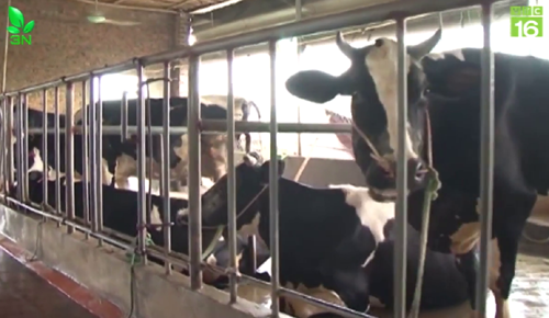 Kỹ thuật chọn giống bò sữa trong chăn nuôi nông hộ