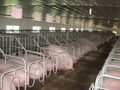 Thiết kế và chuẩn bị chuồng trại chăn nuôi lợn
