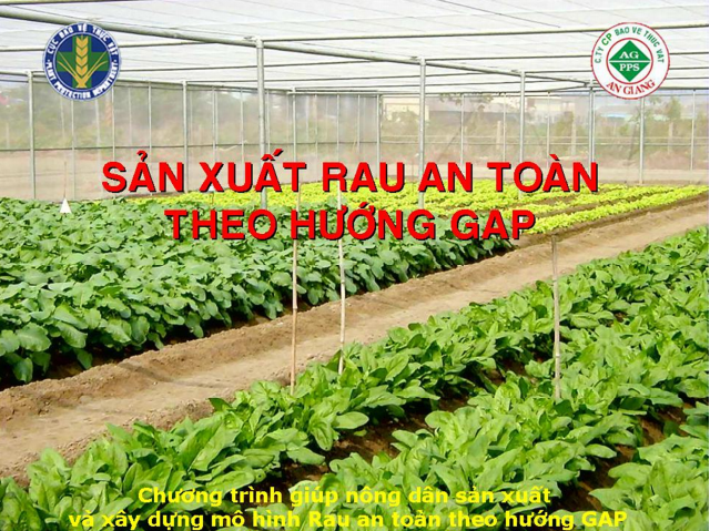 Sản xuất rau an toàn theo tiêu chuẩn VietGap