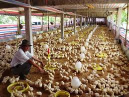 Kỹ thuật chăn nuôi gà hướng trứng theo VietGap