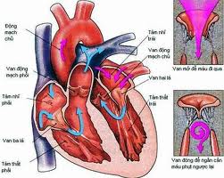 Bệnh tim mạch và các giải pháp