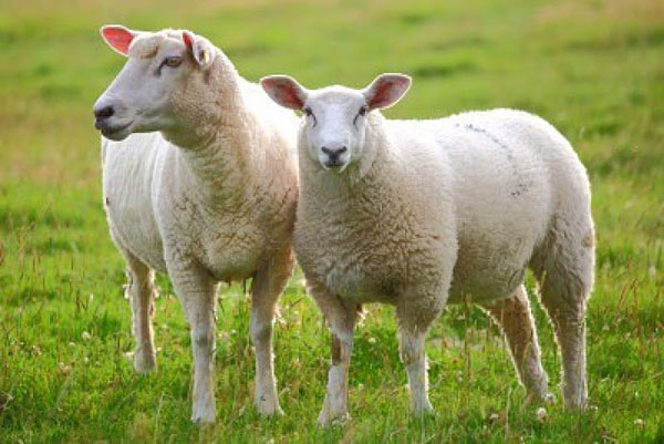 Kỹ thuật nuôi cừu sinh sản cho hiệu quả cao