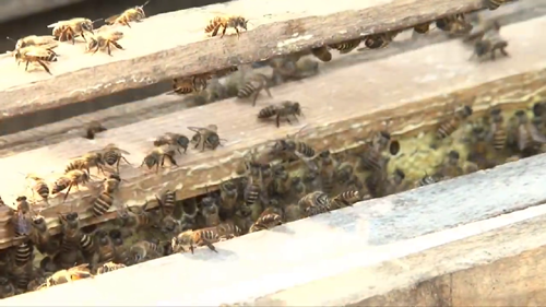 Kỹ thuật nuôi ong nội địa