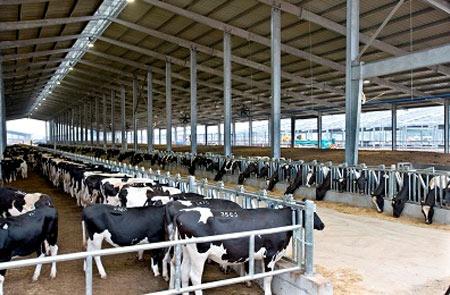 Kỹ thuật xây dựng chuồng nuôi bò sữa