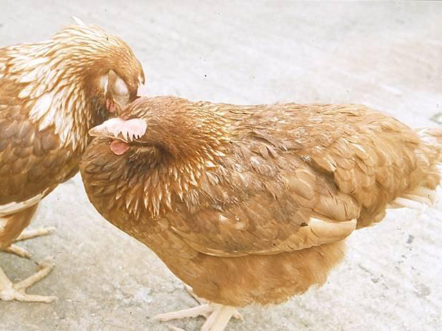 Bệnh hô hấp mãn tính (CRD) trên gà