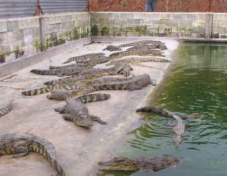  Kỹ thuật nuôi cá sấu