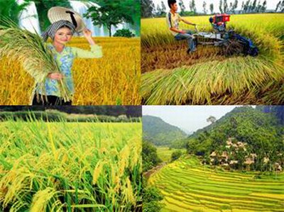 Doanh nghiệp tạo động lực phát triển nông nghiệp nông thôn