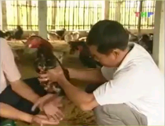 Kỹ thuật nuôi gà lai Đông Tảo