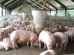 Hướng dẫn kỹ thuật chăn nuôi lợn bằng thức ăn sinh học