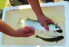 Kỹ thuật ương nuôi cá đối mục từ cá hương lên cá giống trong ao đất