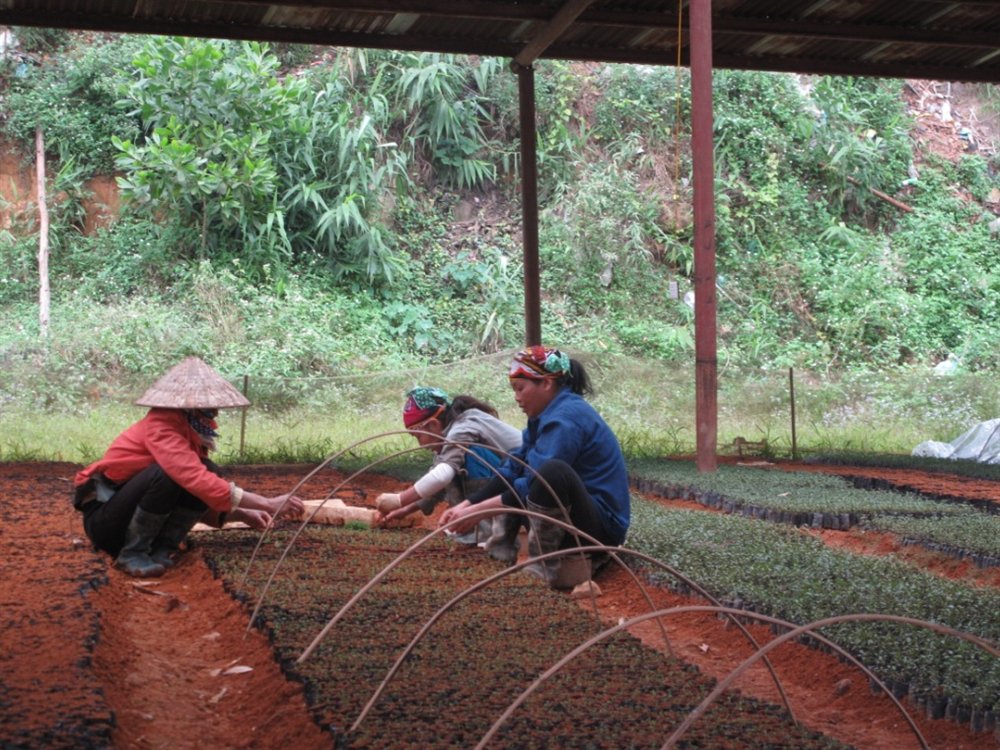 Kỹ thuật tạo giống cây ba kích