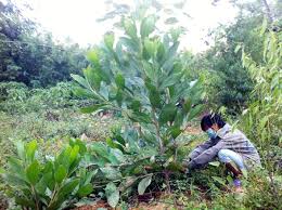Biện pháp phòng trừ sâu đo gây hại cây keo tai tượng
