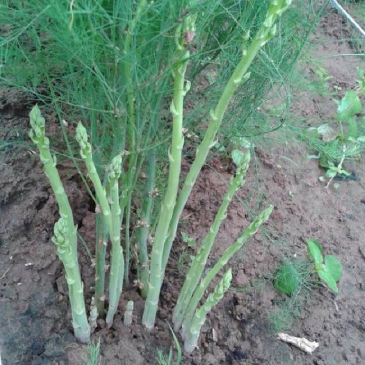 Quy trình kỹ thuật trồng cây Măng tây xanh