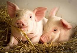 Hướng dẫn kỹ thuật chăn nuôi lợn thịt hiệu quả