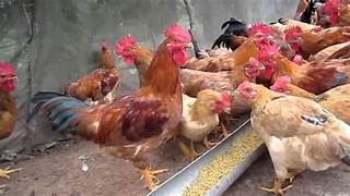 Một số yêu cầu về thức ăn, quản lý sức khỏe gà chăn nuôi hữu cơ