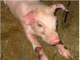 Phòng trị Bệnh do Haemophilus Parasuis ở lợn