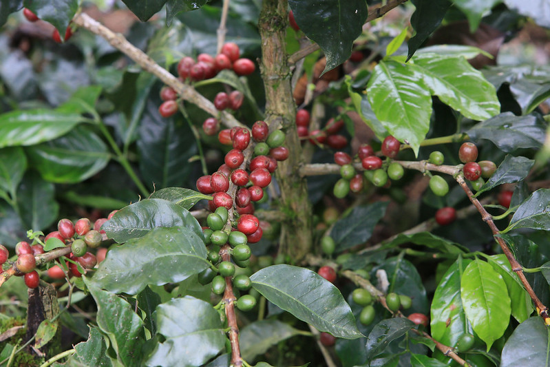Quy trình sản xuất cây cà phê giống sạch bệnh, chất lượng cao