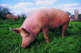 Hướng dẫn nhận biết một số đặc điểm, triệu chứng và biện pháp phòng chống bệnh dịch tả lợn Châu Phi